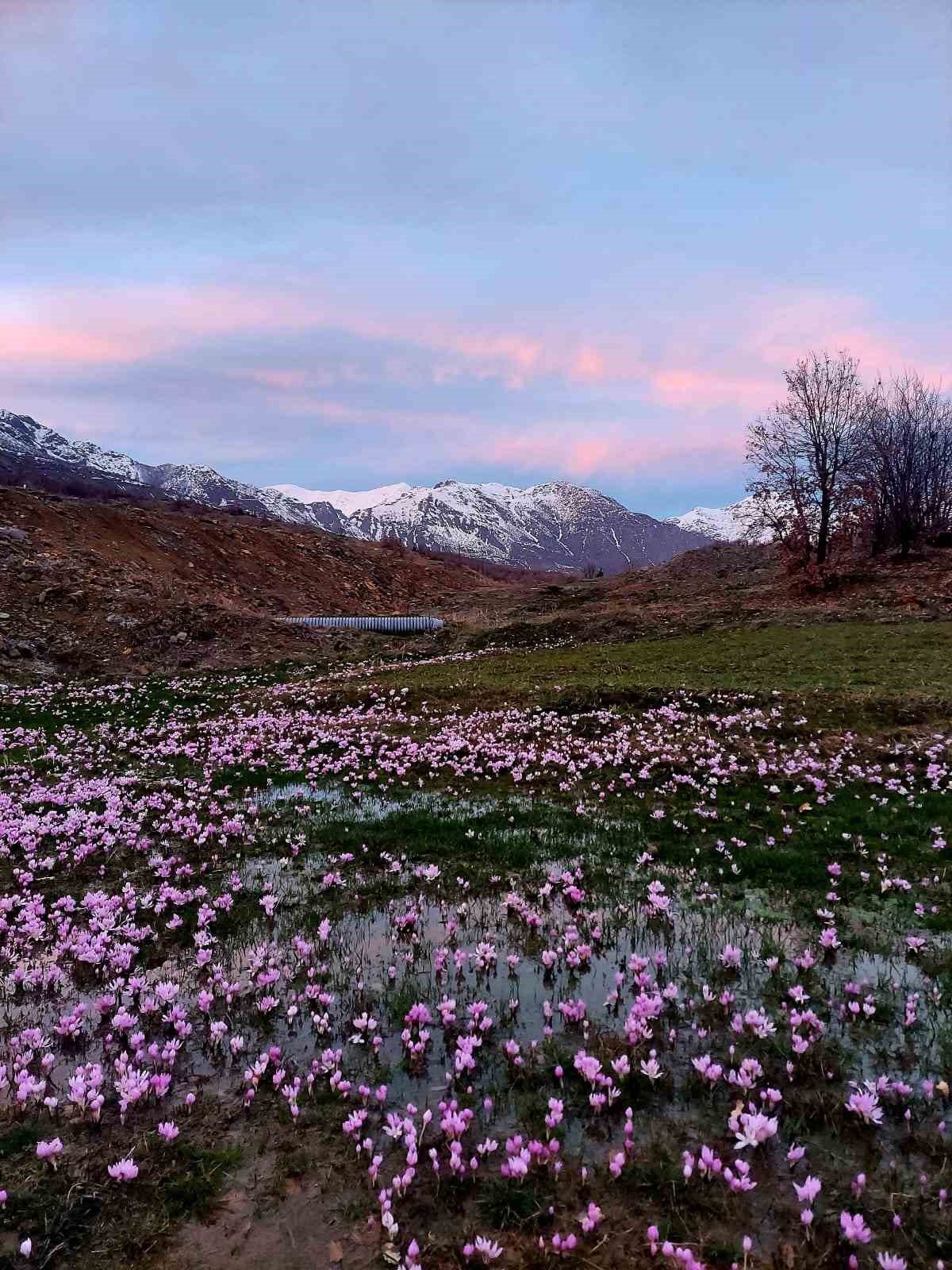 Elazığ’da baharın habercisi çiğdemler erken açtı
