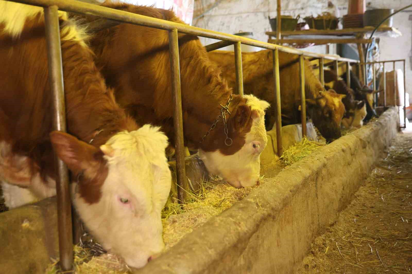 Elazığ’da besicilerin kış mesaisi
