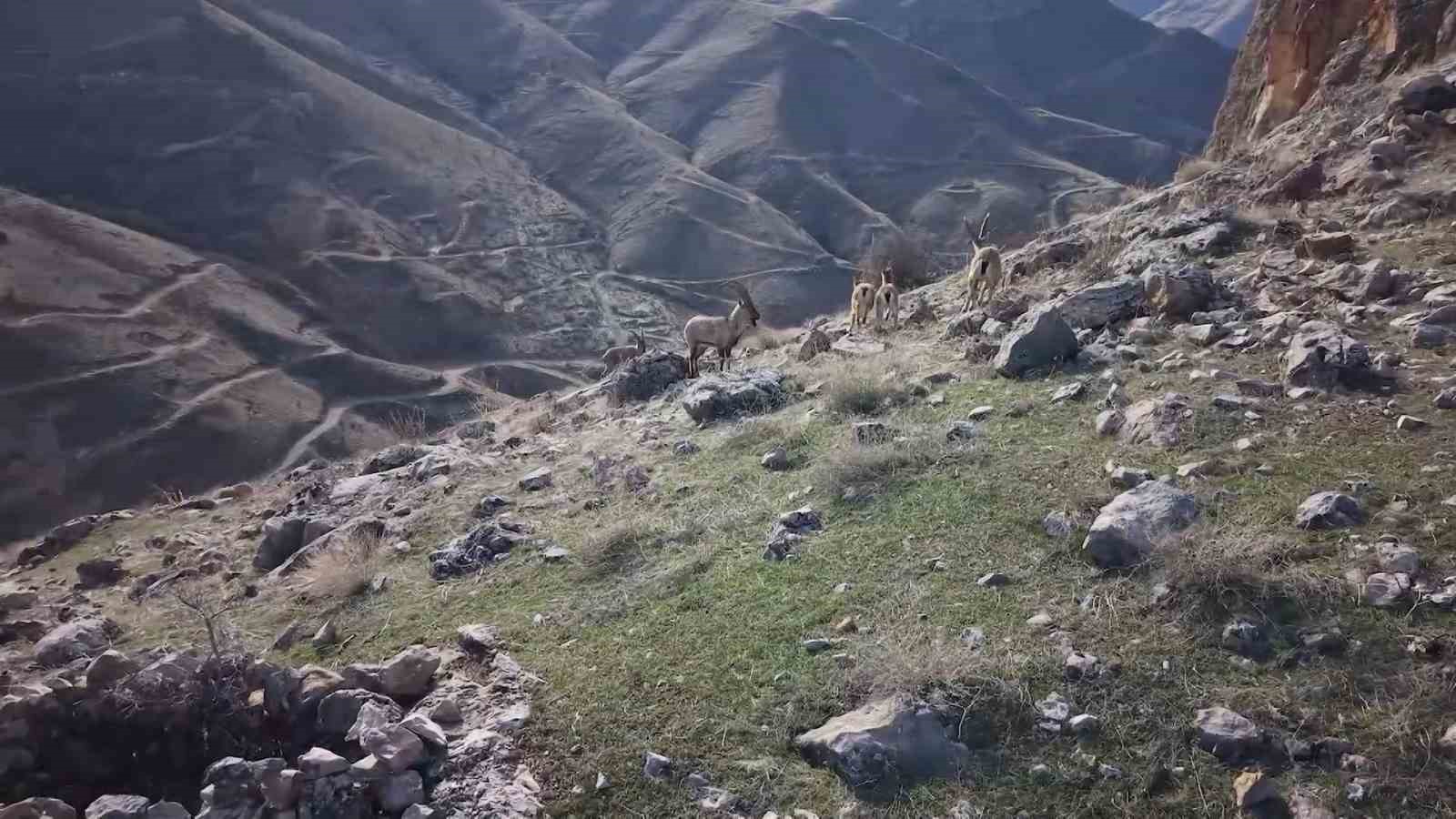 Elazığ’da dağ keçileri dron ile görüntülendi
