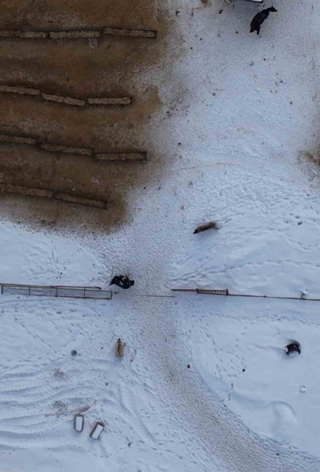 Elazığ’da doğaseverin köpeklerle zor anları dron kamerasında
