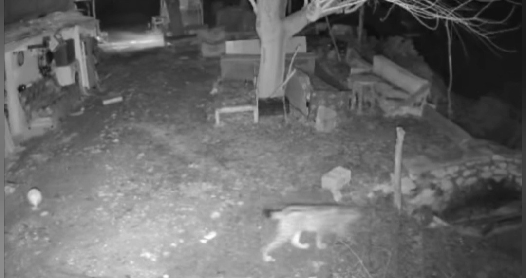 Elazığ’da evin etrafında yiyecek arayan vaşak kamerada
