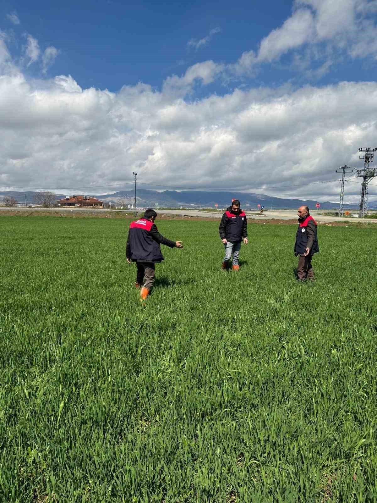 Elazığ’da hububat üreticilerine kök ve kök boğazı hastalık uyarısı
