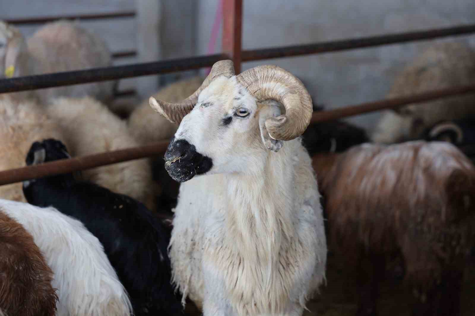 Elazığ’da kurbanlık satışları başladı
Elazığ’da kurbanlık satışları başladı