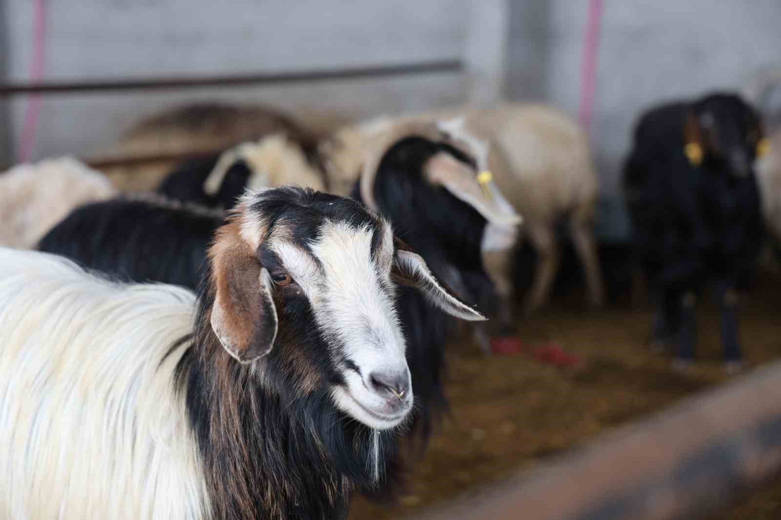 Elazığ’da kurbanlık satışları başladı
Elazığ’da kurbanlık satışları başladı