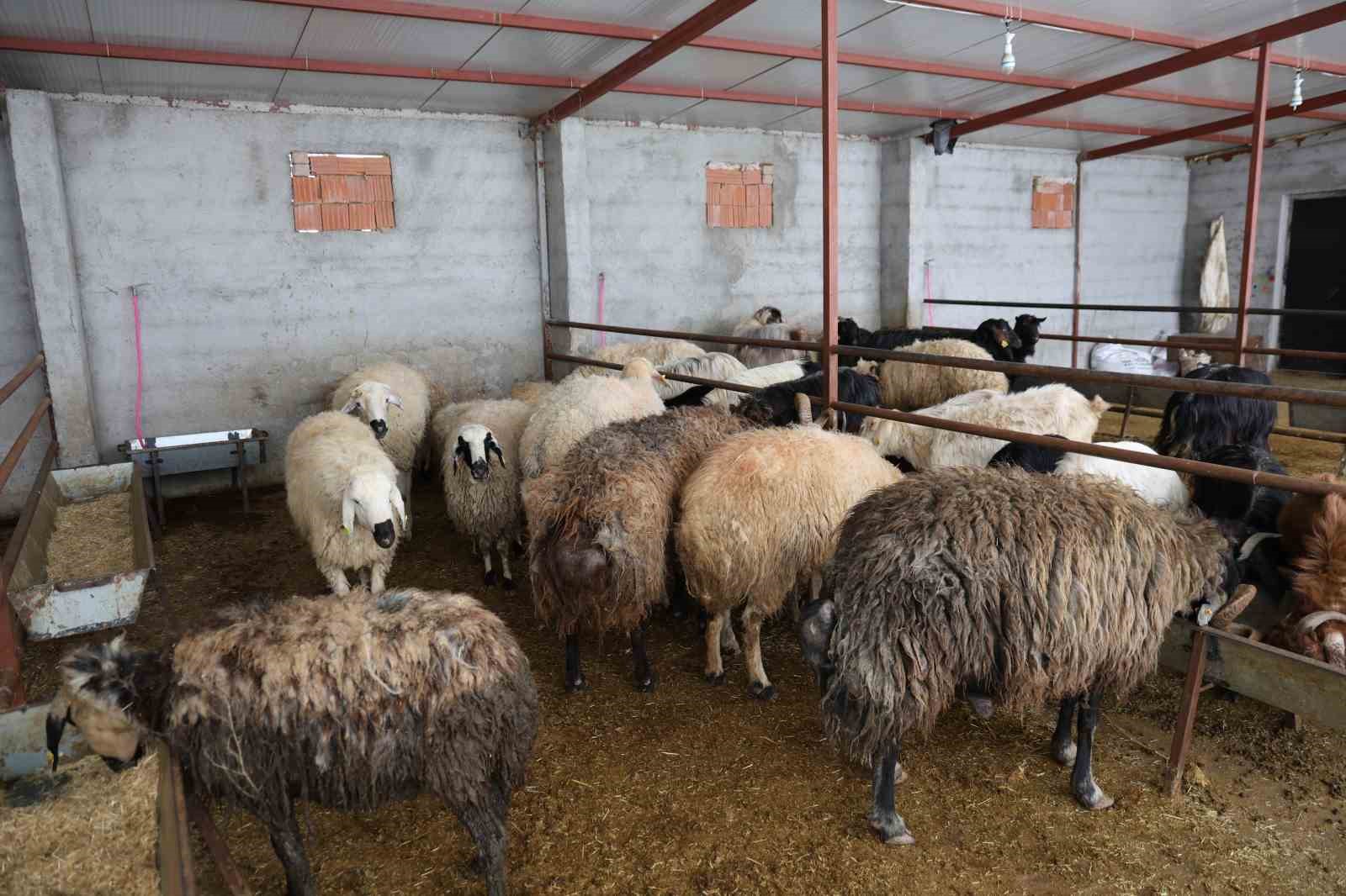 Elazığ’da kurbanlık satışları başladı
Elazığ’da kurbanlık satışları başladı