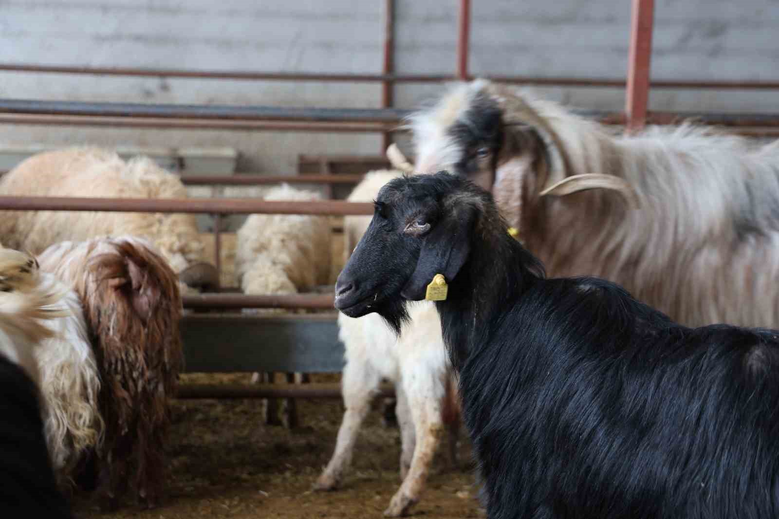 Elazığ’da kurbanlık satışları başladı
Elazığ’da kurbanlık satışları başladı