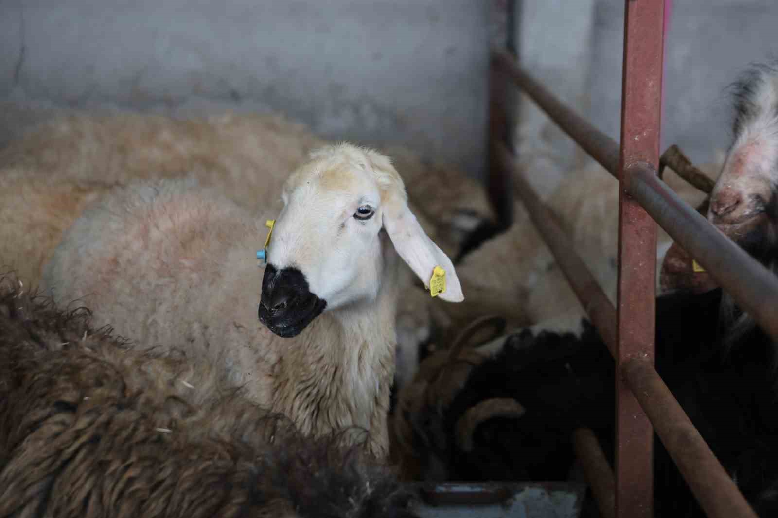 Elazığ’da kurbanlık satışları başladı
Elazığ’da kurbanlık satışları başladı