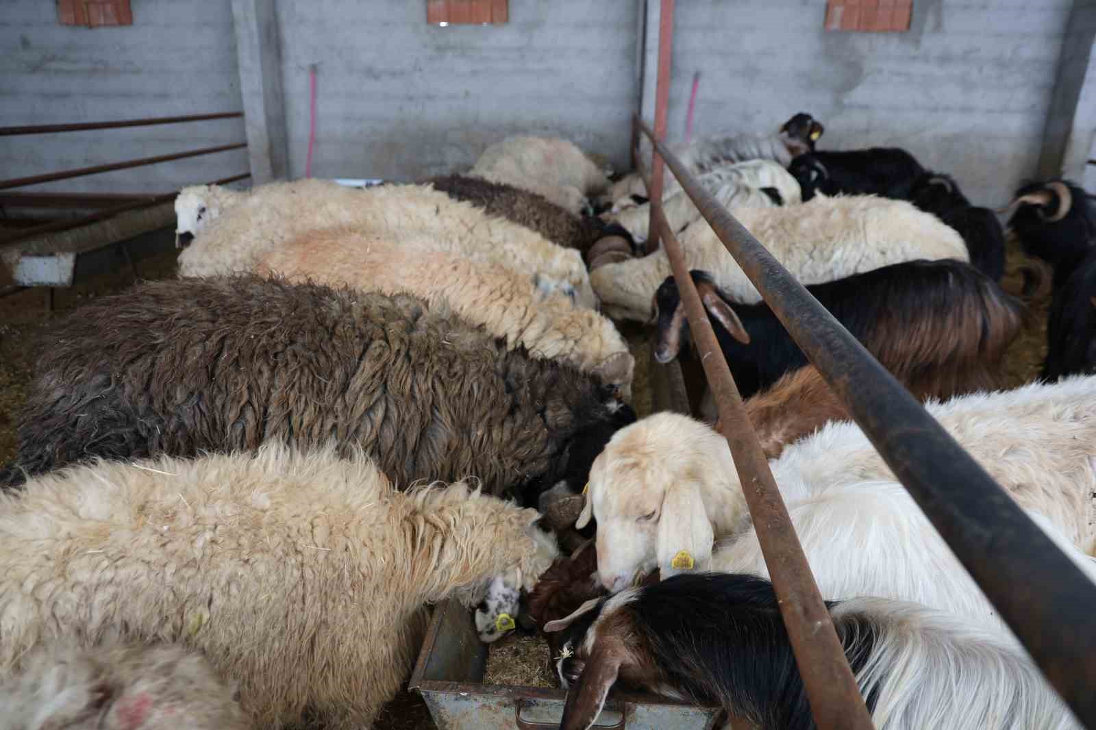 Elazığ’da kurbanlık satışları başladı
Elazığ’da kurbanlık satışları başladı