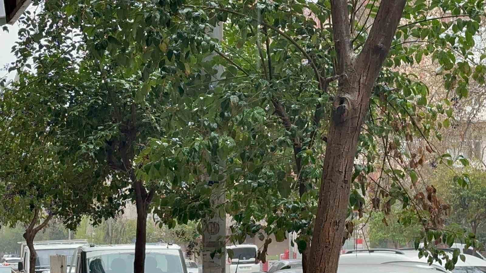 Elazığ’da sağanak yağış etkili oluyor
