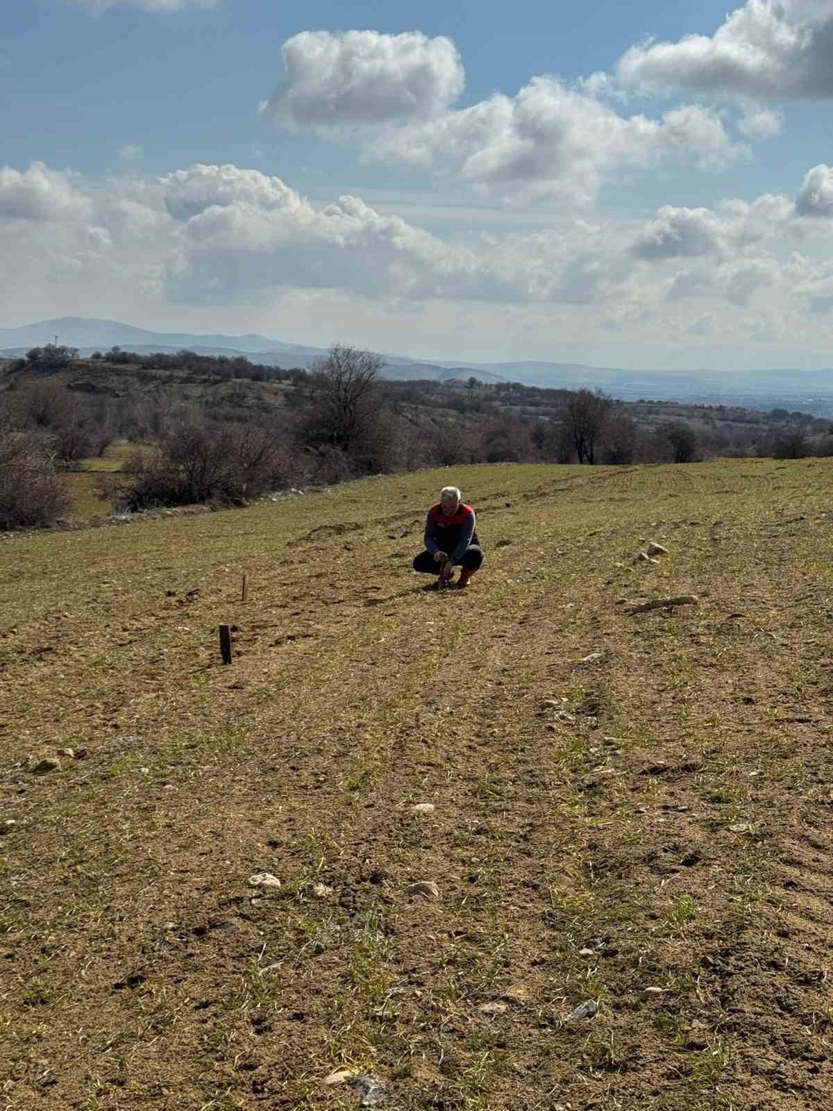 Elazığ’da tarla faresi  sürvey çalışması
