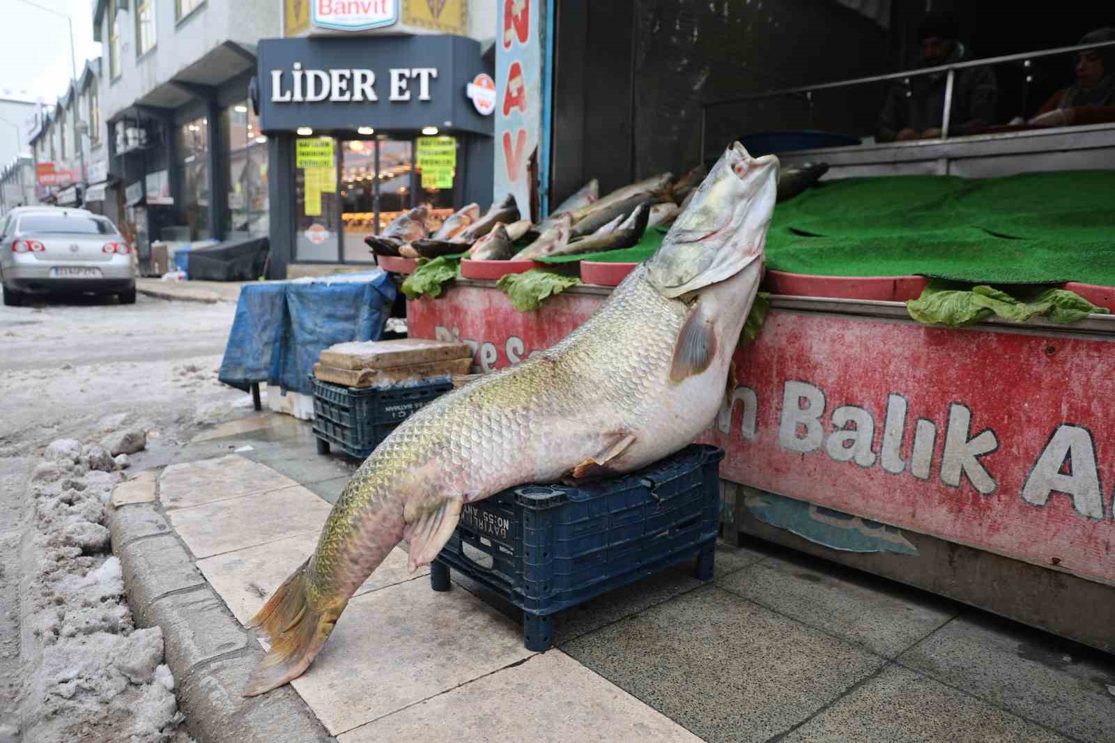Elazığ’da yakalanan 78 kilogram ağırlığındaki turna balığını iki kişi zor taşıdı
