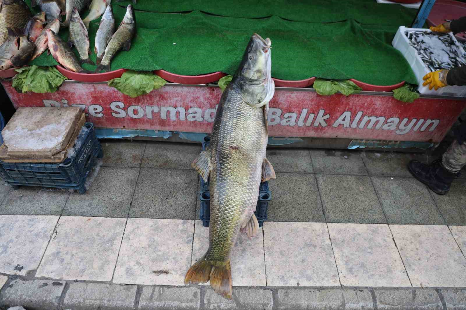 Elazığ’da yakalanan 78 kilogram ağırlığındaki turna balığını iki kişi zor taşıdı
