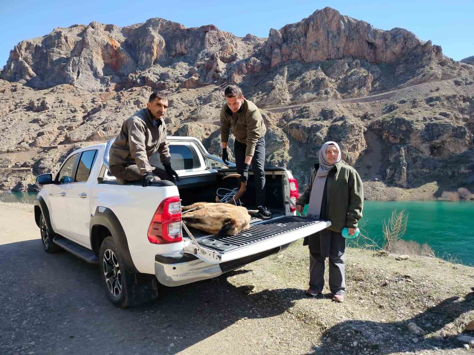 Elazığ’da yaralı dağ keçisi için ekipler seferler oldu

