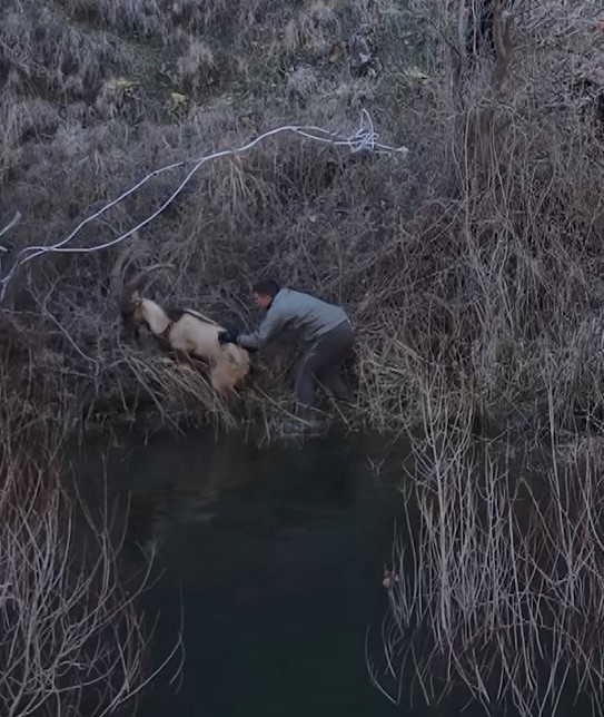 Elazığ’da yaralı dağ keçisi için ekipler seferler oldu
