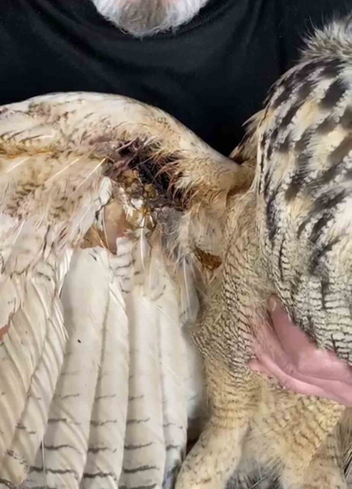 Elazığ’da yaralı halde bulunan puhu ekiplere teslim edildi
