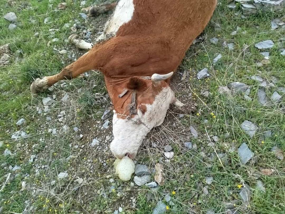 Elazığ’da yıldırımın çarptığı inekler telef oldu
