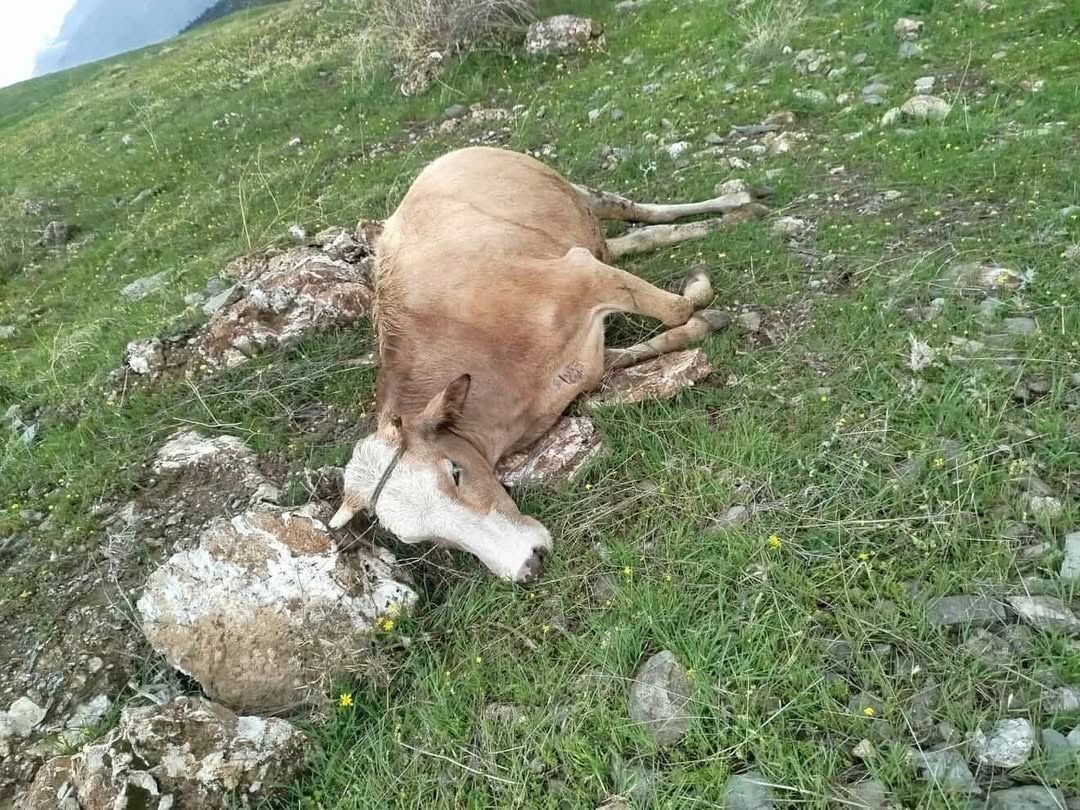 Elazığ’da yıldırımın çarptığı inekler telef oldu
