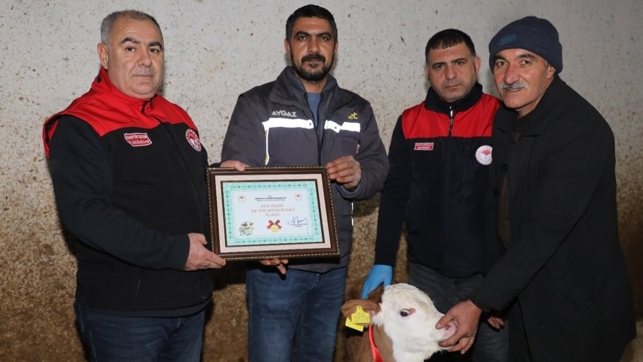 Elazığ’da yılın ilk buzağısına "Bereket" adı verildi
