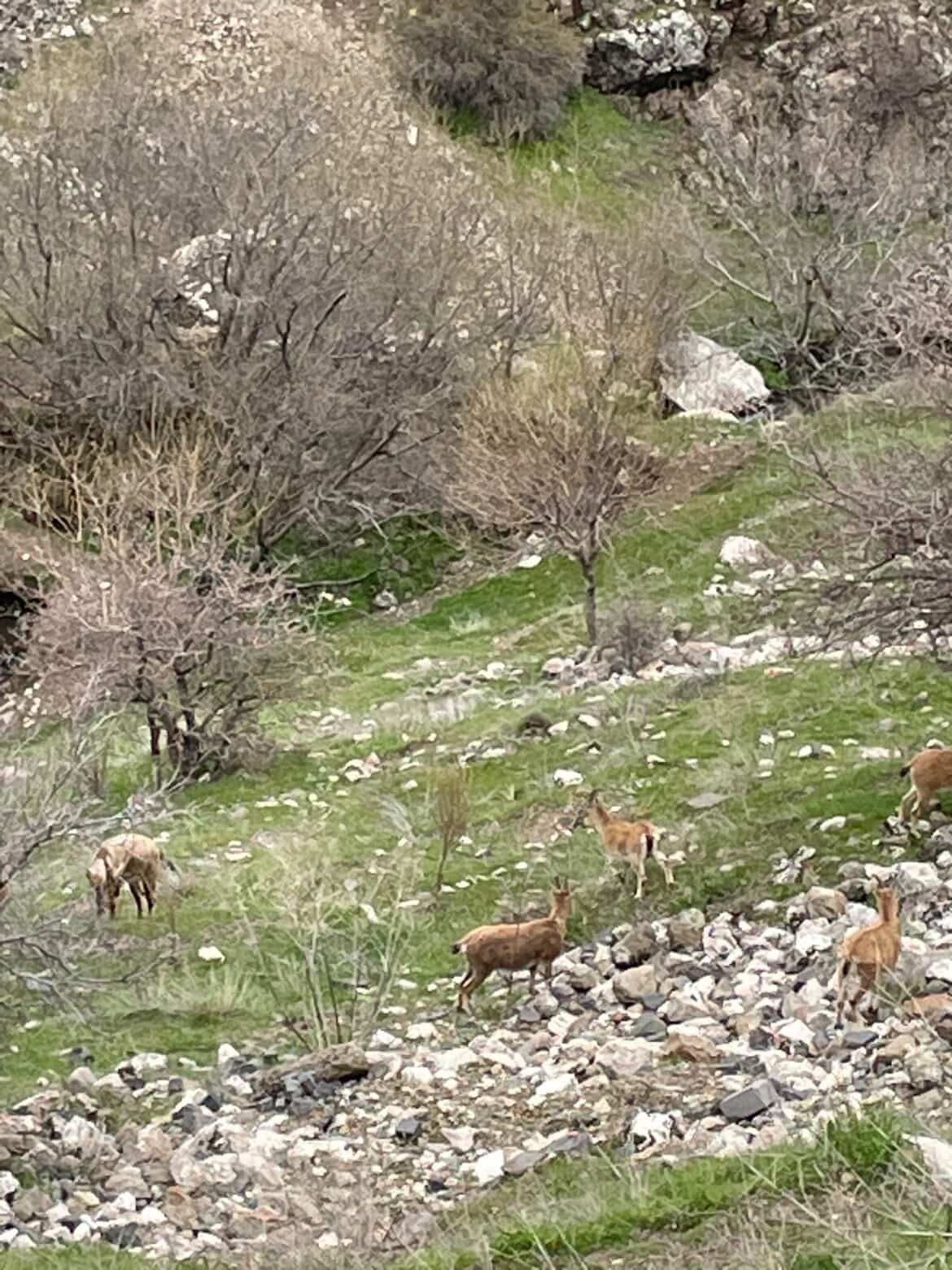 Elazığ’ın tarihi mahallesi Harput’ta dağ keçileri görüntülendi
