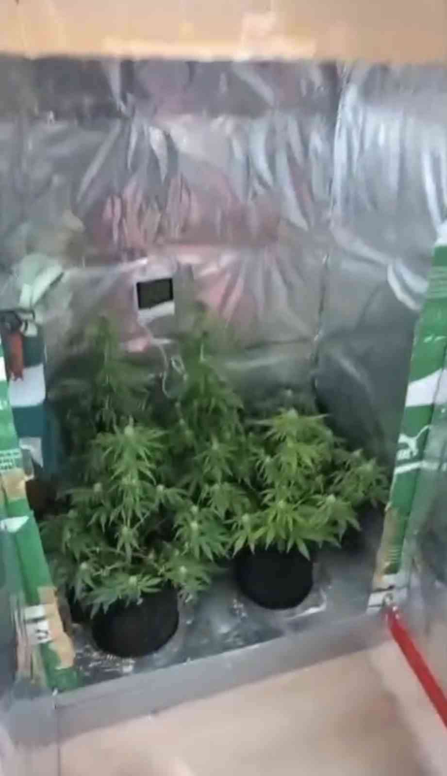 Elbise dolabında özel iklimlendirme sistemiyle uyuşturucu serası
