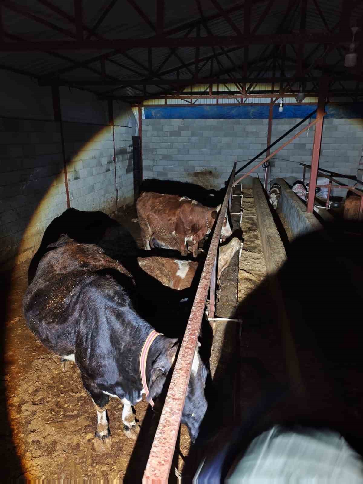 Elektrik kaçağı 8 büyükbaş hayvanı telef etti
