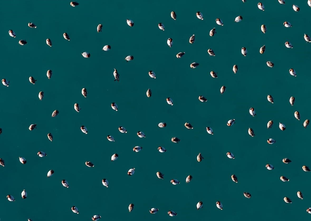 Elmabaş patka ördekleri Salda Gölü’nde havadan görüntülendi
