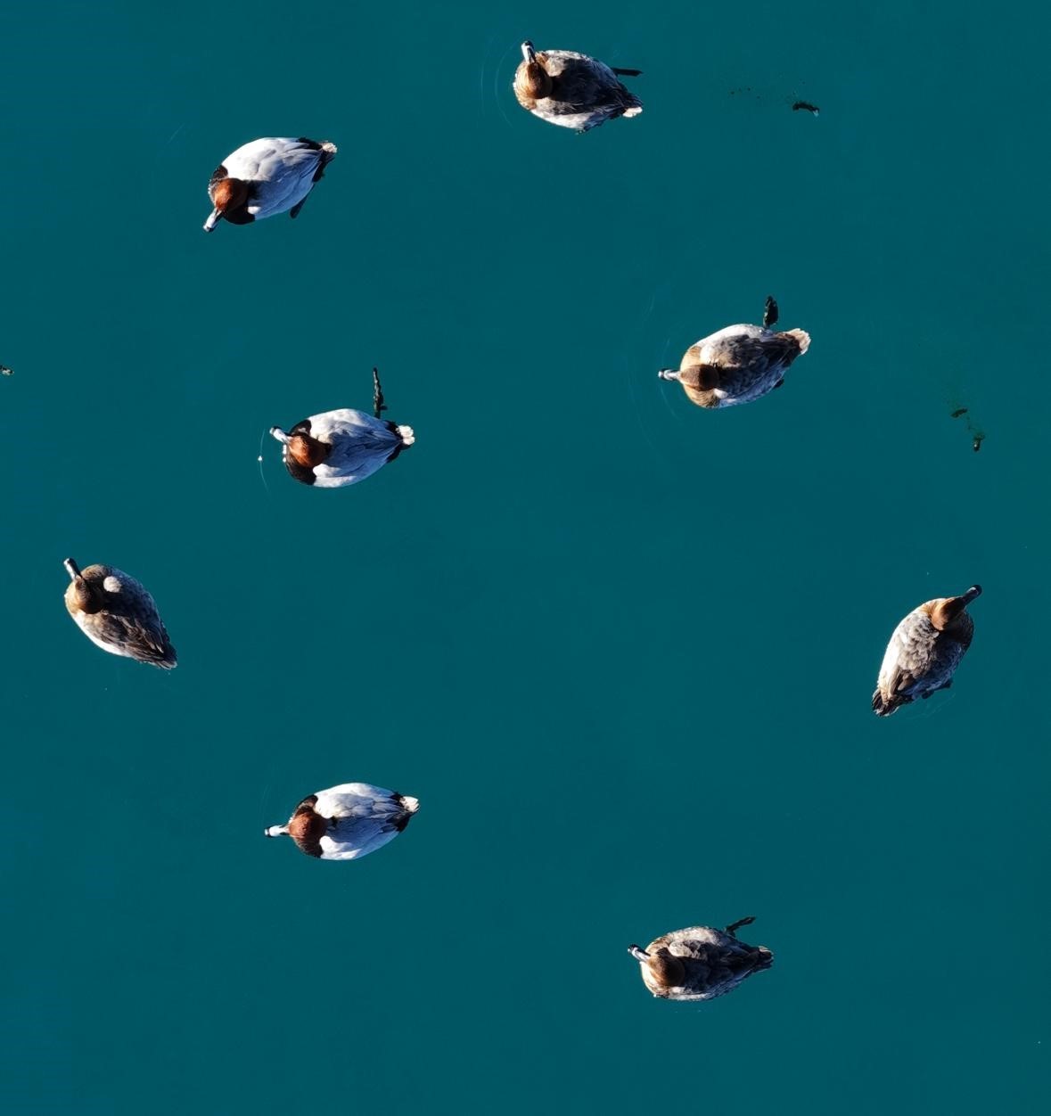 Elmabaş patka ördekleri Salda Gölü’nde havadan görüntülendi
