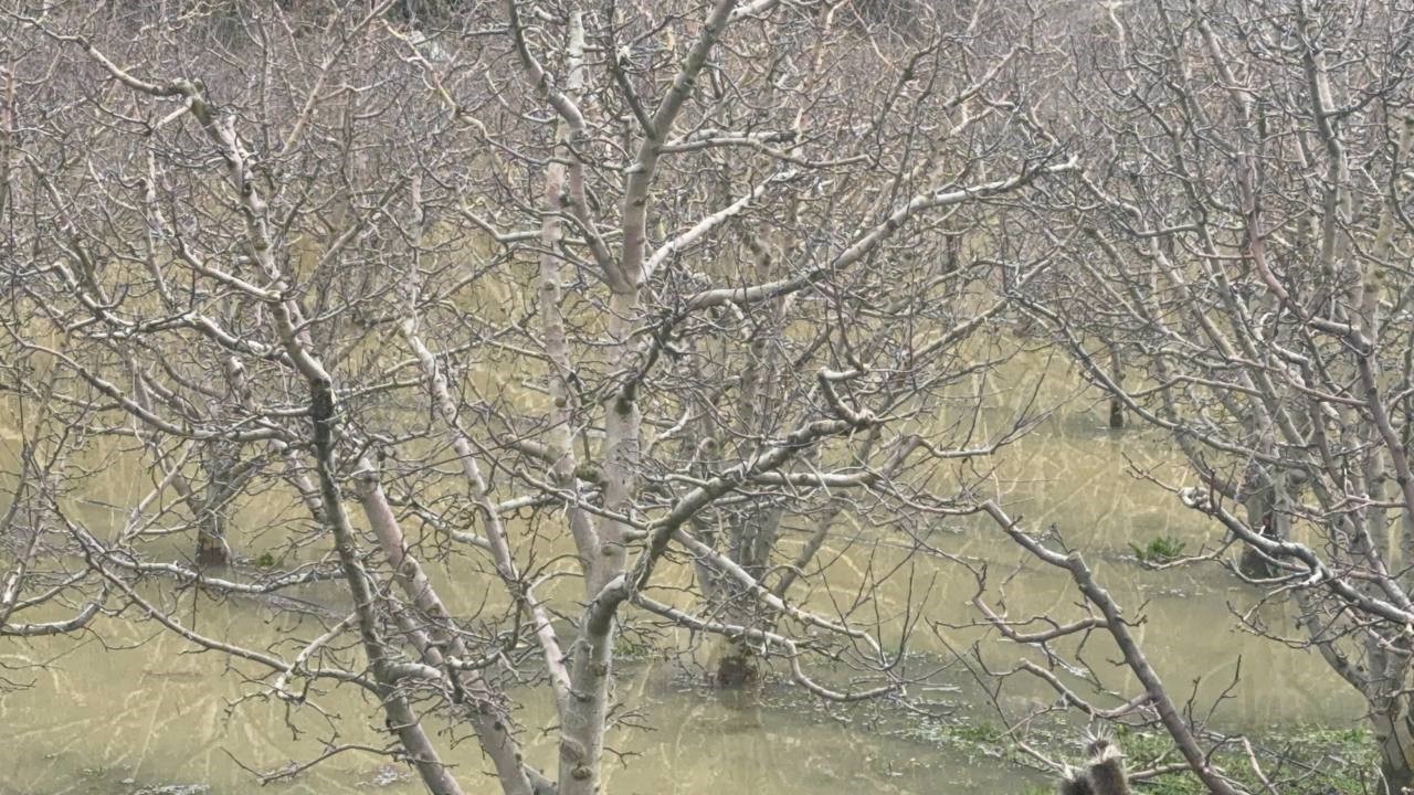 Elmanın başkenti Eğirdir’de yağış bereketi bahçeleri göle çevirdi
Elmanın başkenti Eğirdir’de yağış bereketi bahçeleri göle çevirdi