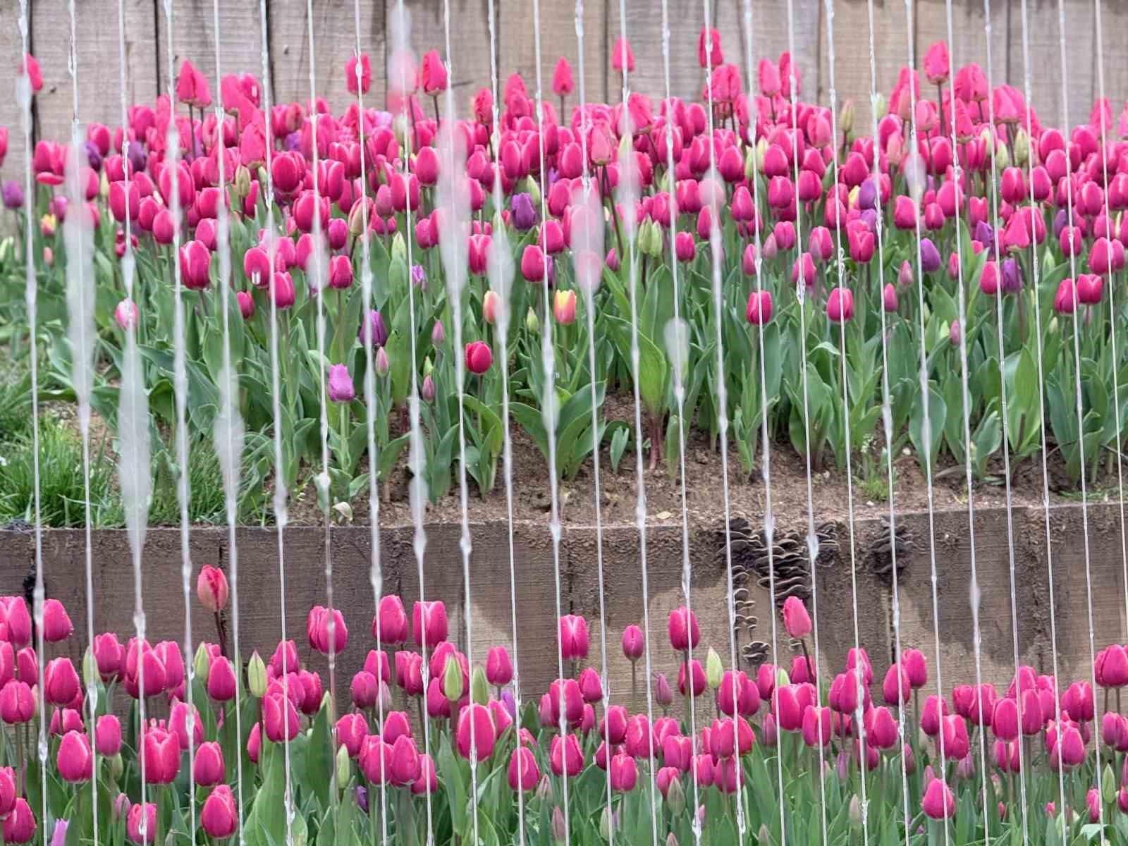 Emirgan Korusu’nda lale festivali başladı
