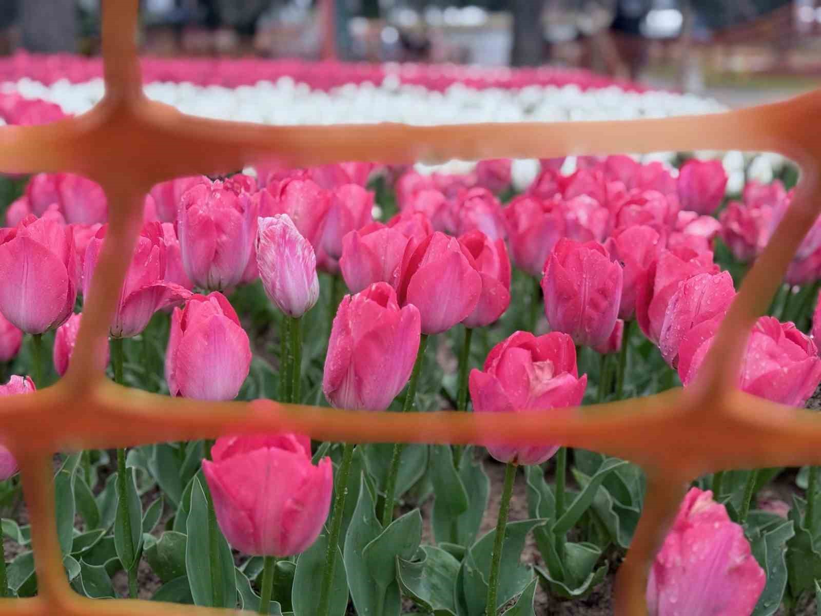 Emirgan Korusu’nda lale festivali başladı
