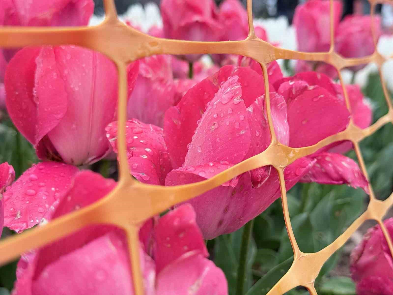 Emirgan Korusu’nda lale festivali başladı
