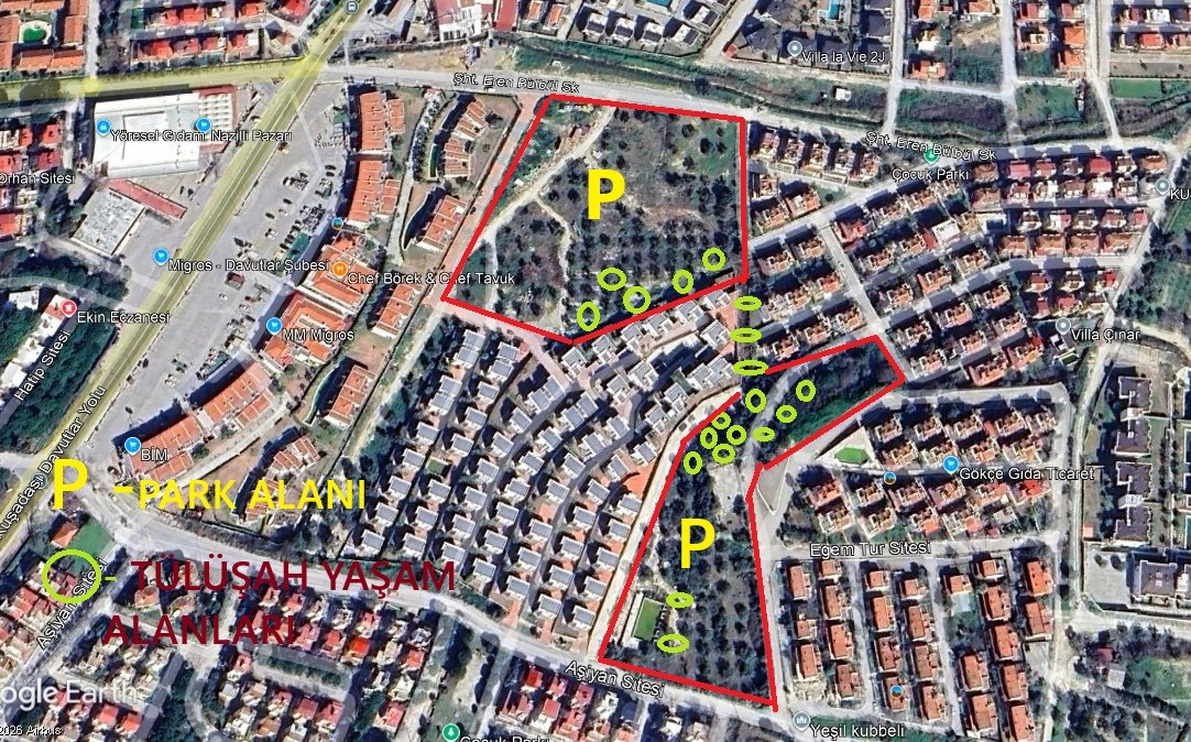 Endemik Tülüşah için inceleme yaptılar
Endemik Tülüşah için inceleme yaptılar