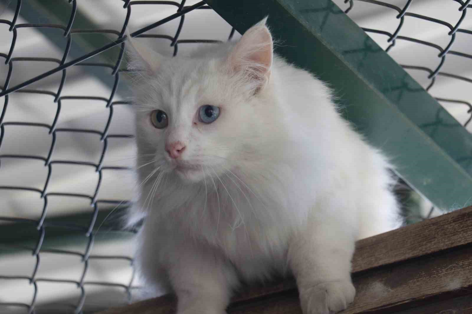 Endemik Vadi’de Ankara’nın 4 beyazı
