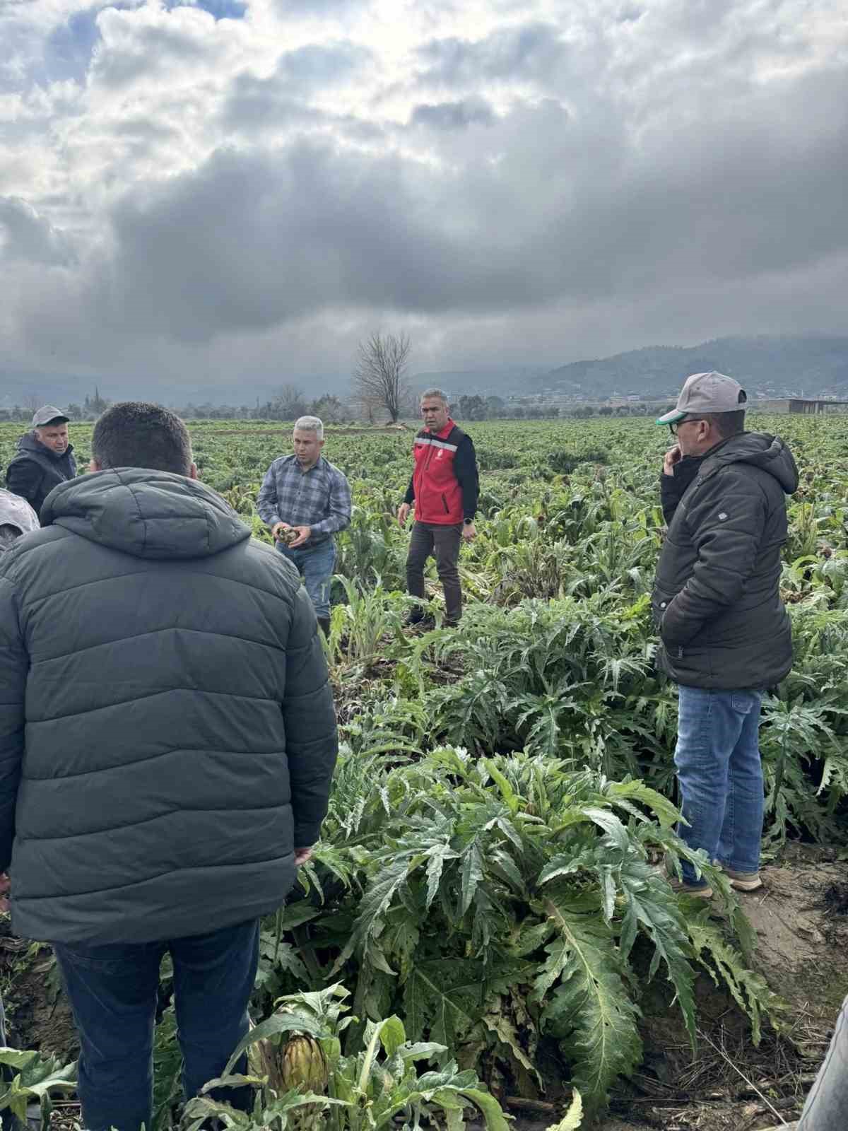Enginar tarlaları incelendi, üreticiler, TARSİM hakkında bilgilendirildi
