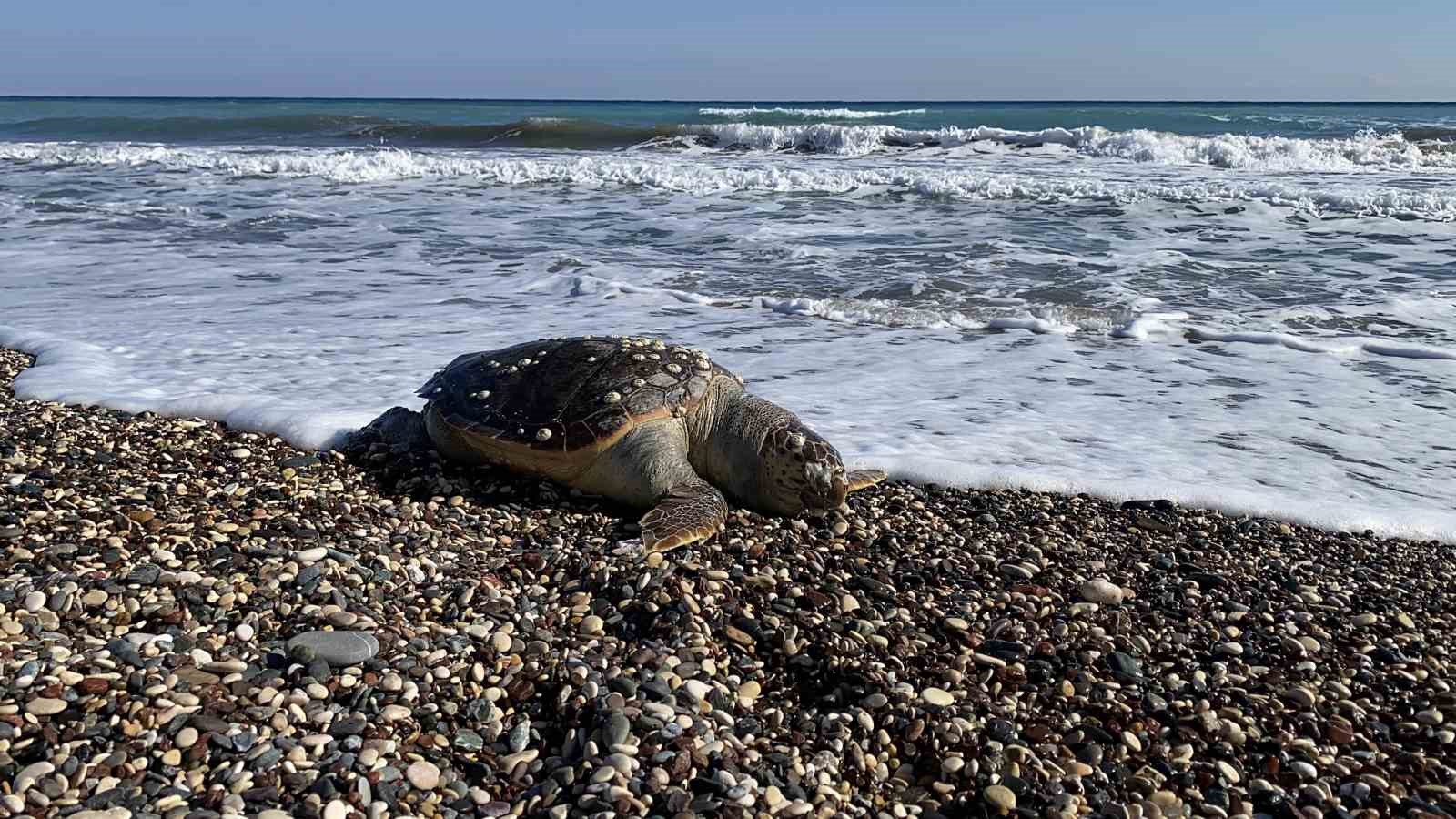 Erdemli sahilinde üzücü manzara: 2 günde 2 caretta caretta telef oldu
