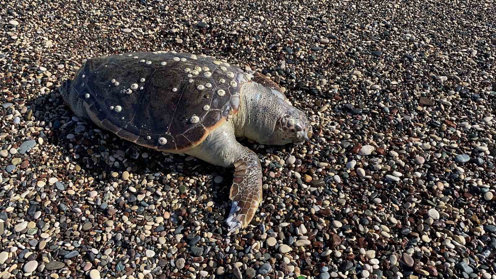 Erdemli sahilinde üzücü manzara: 2 günde 2 caretta caretta telef oldu
