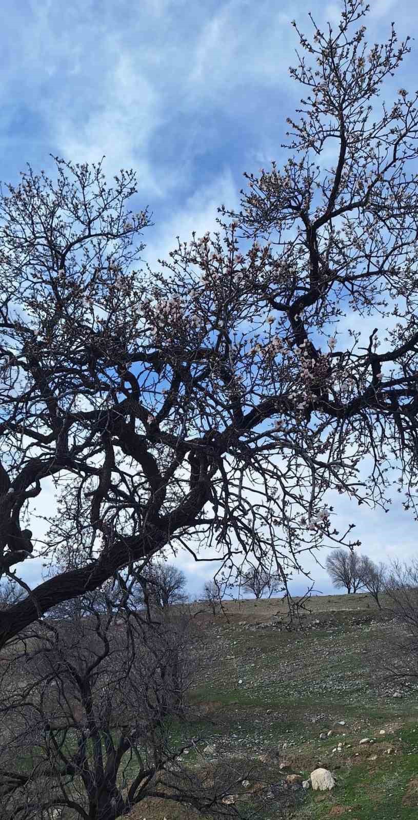 Ergani’de badem ağaçları erken çiçek açtı
