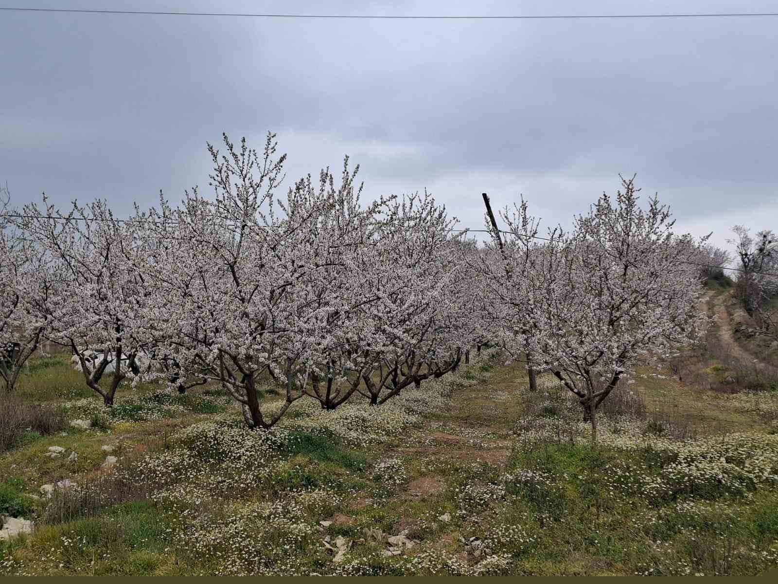 Erken çiçek açan ağaçlar don tehlikesiyle karşı karşıya
