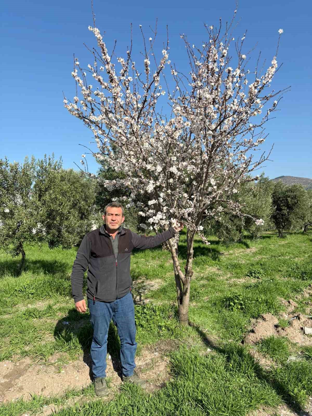 Erken çiçek açan badem ağaçları üreticiyi tedirgin etti
