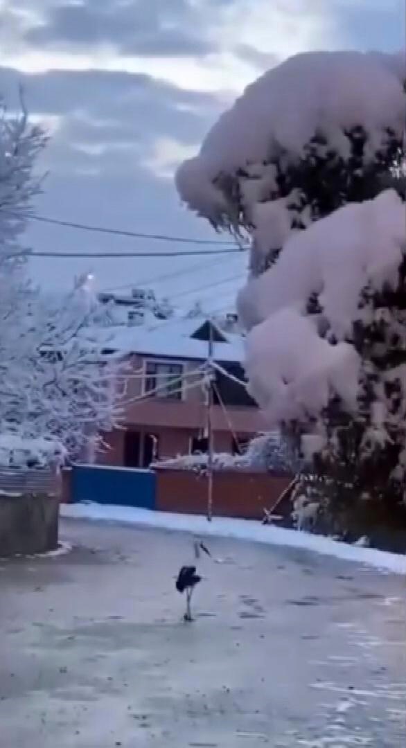 Erken göçen leyleklere kar sürprizi
