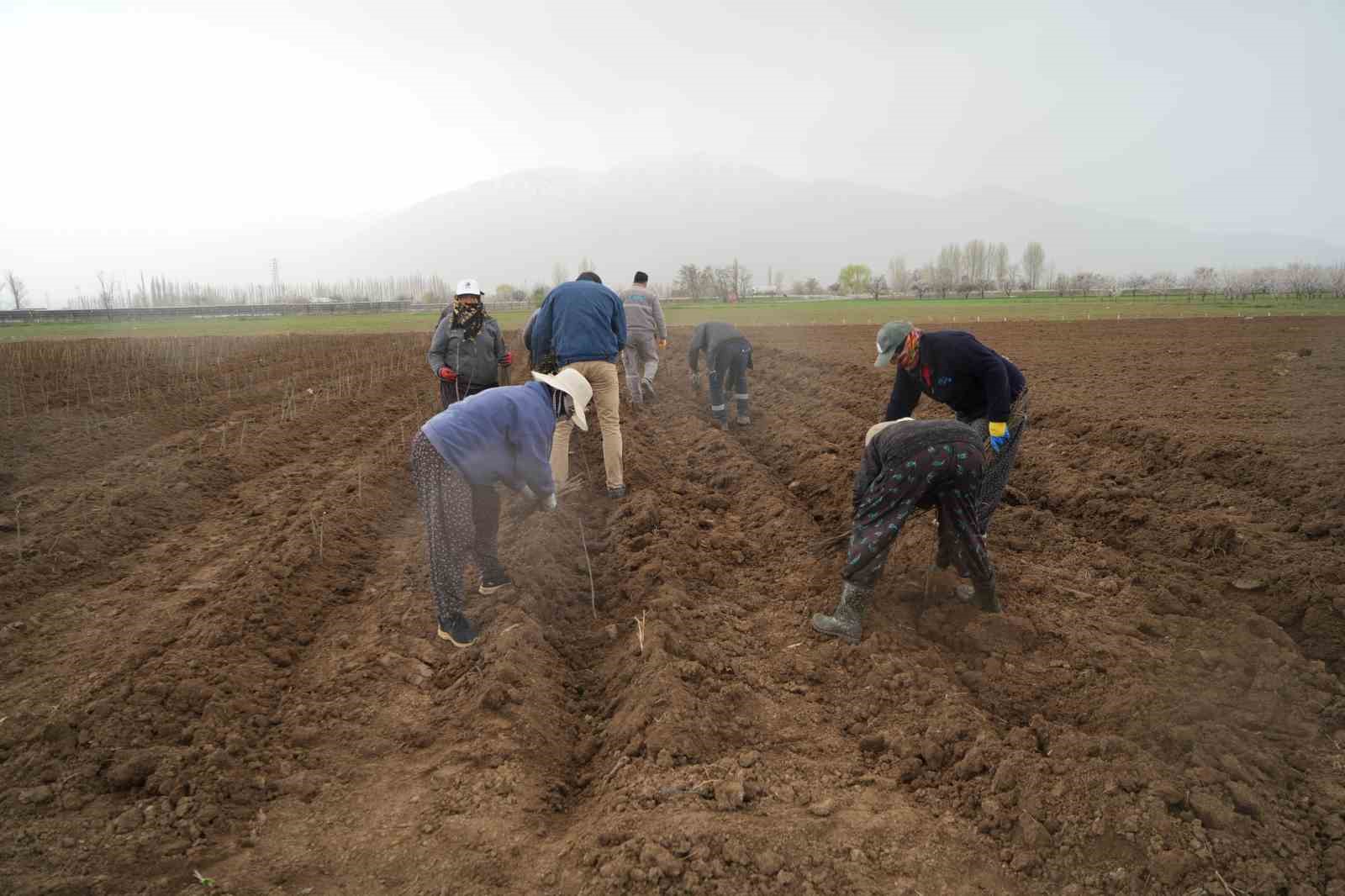 Erzincan bölgenin fidan ihtiyacını karşılıyor
