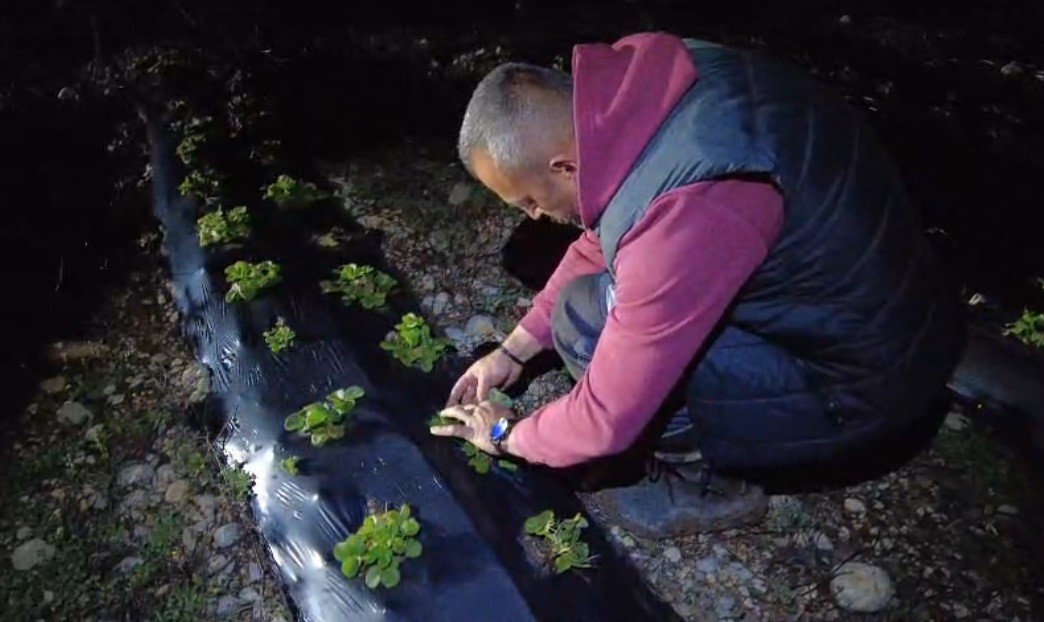 Erzincan’da 1450 rakımda don nöbeti: Üreticiler ürünlerini dumanla korudu
