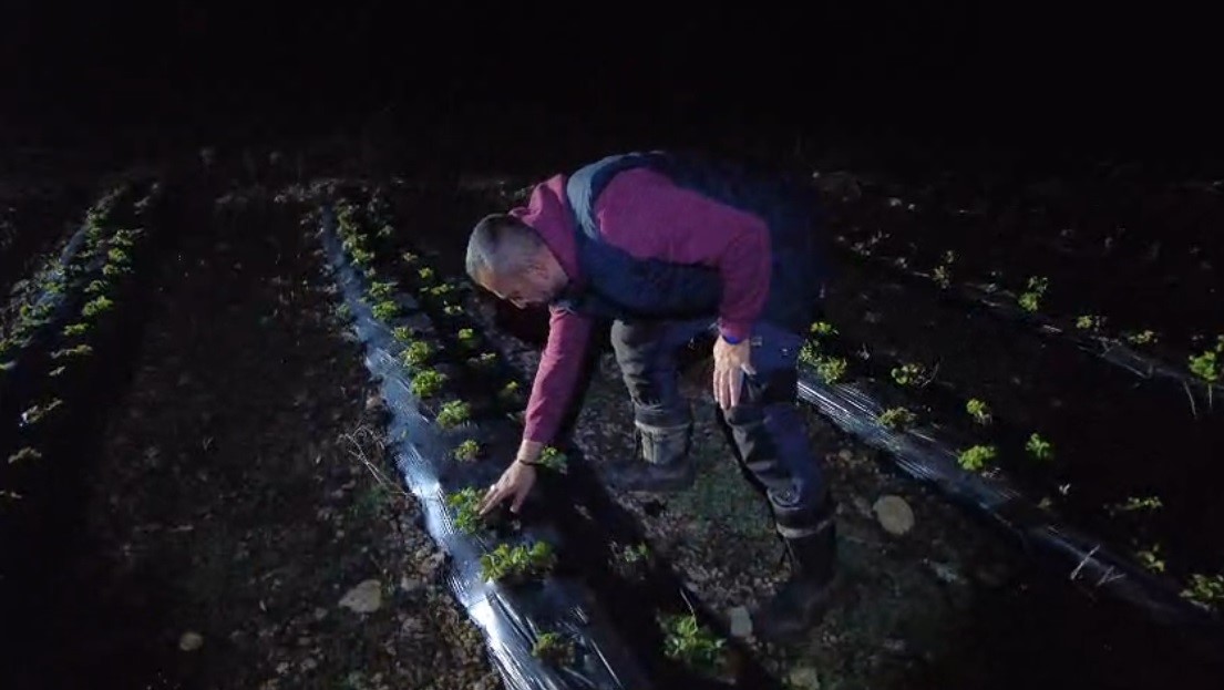 Erzincan’da 1450 rakımda don nöbeti: Üreticiler ürünlerini dumanla korudu
