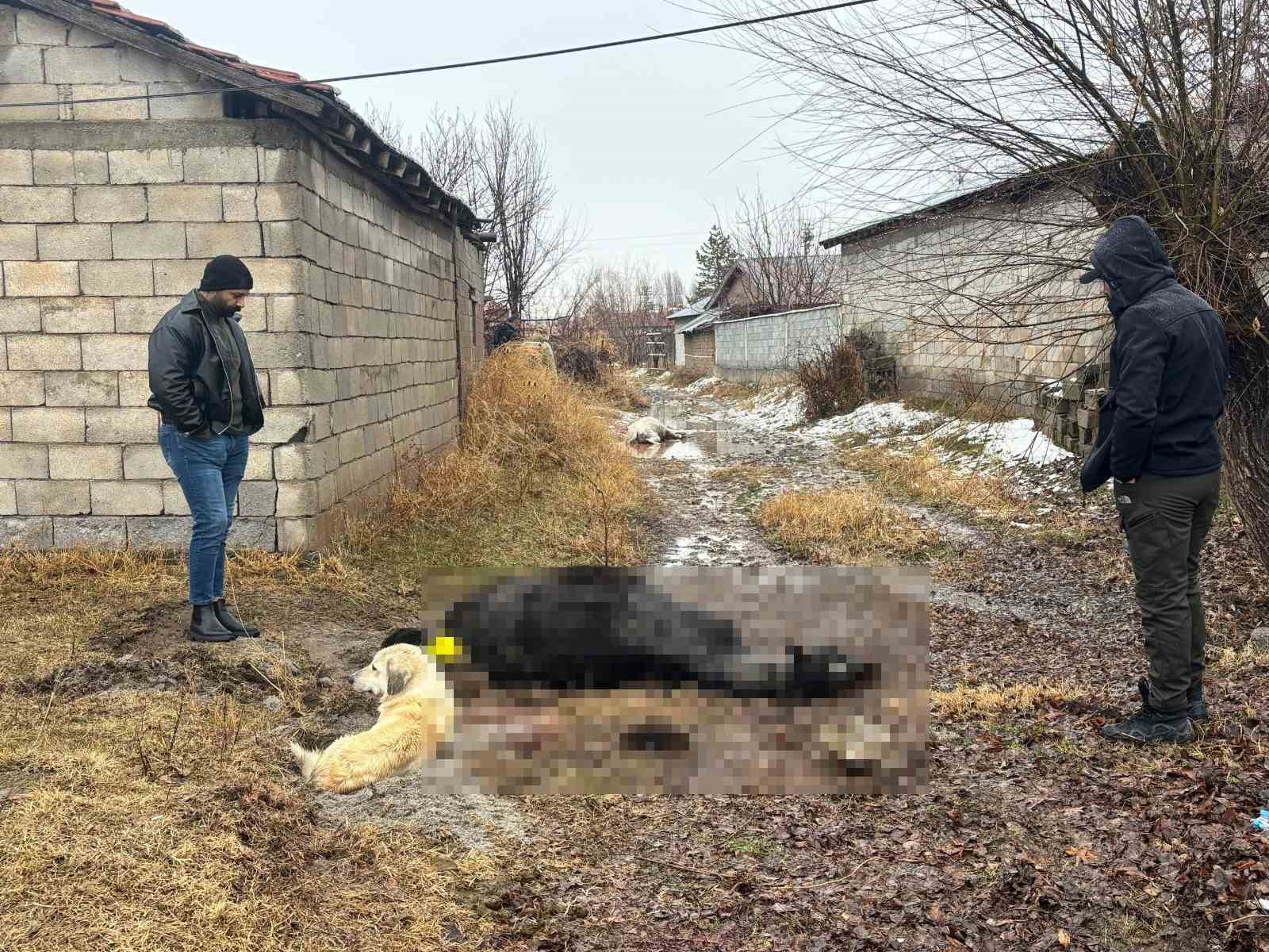 Erzincan’da at ve eşek silahla katledildi
