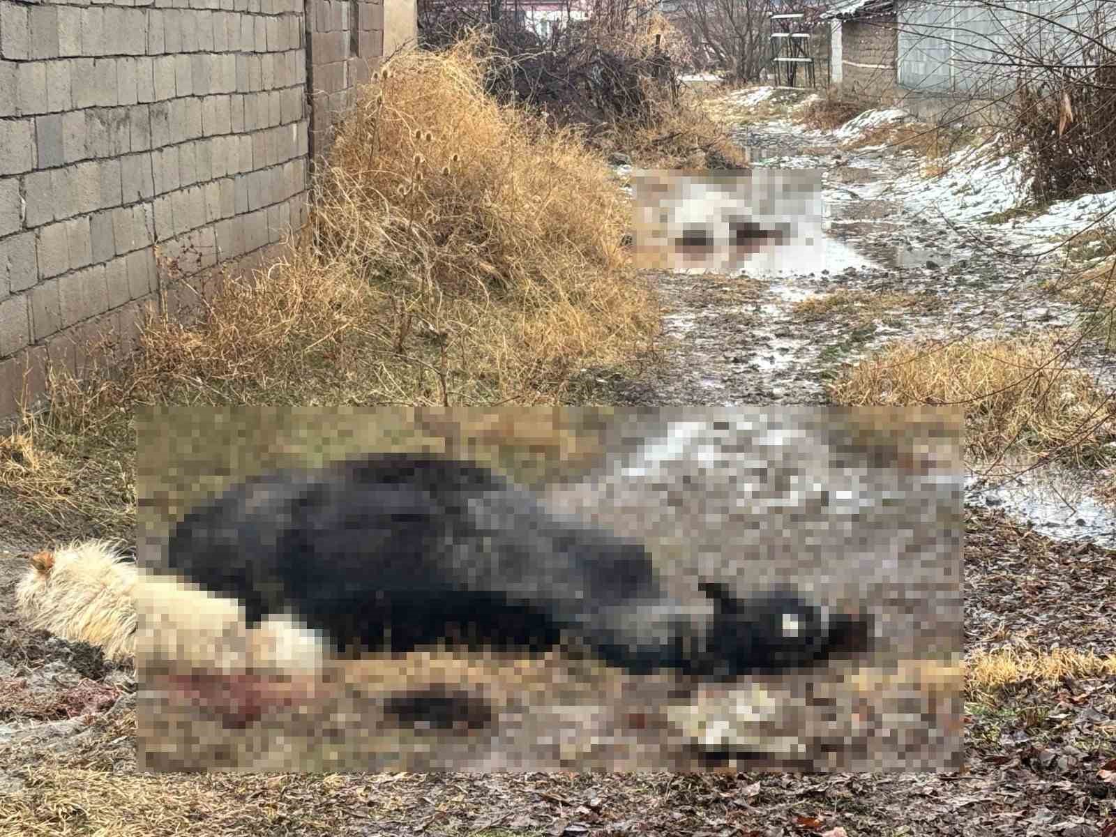Erzincan’da at ve eşek silahla katledildi
