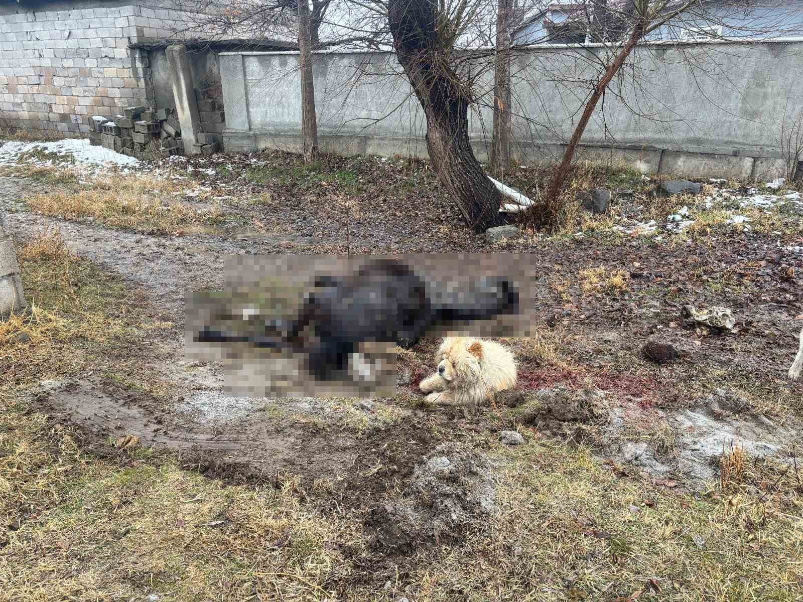 Erzincan’da at ve eşek silahla katledildi
