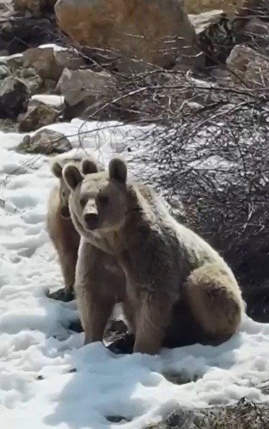 Erzincan’da ayıların kar keyfi kamerada
