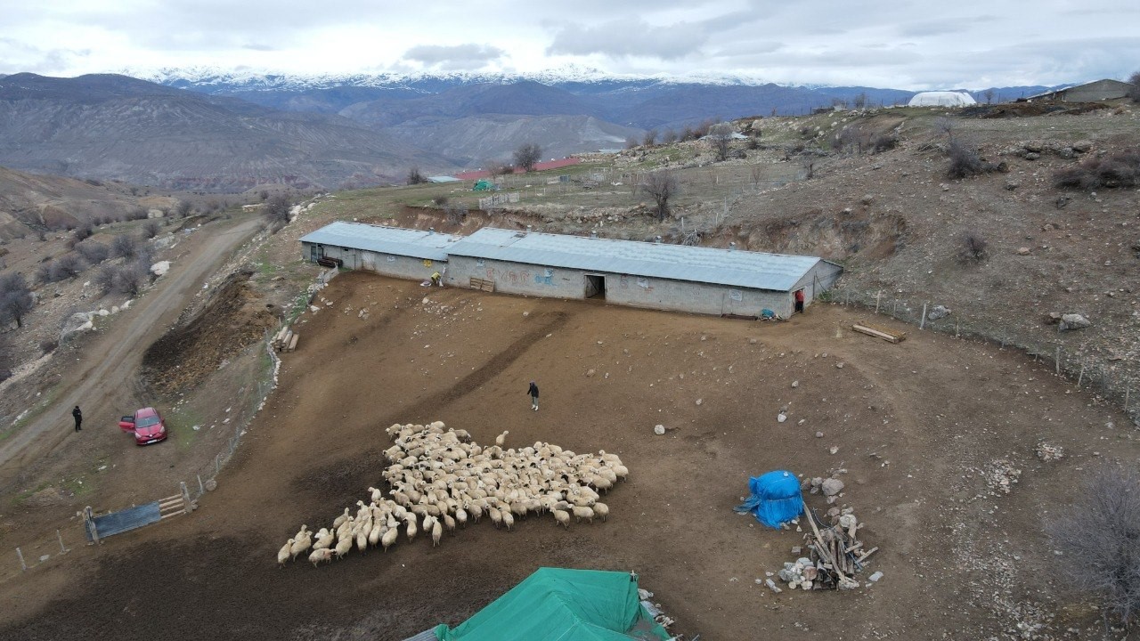 Erzincan’da baharın gelişiyle koyun-kuzu buluşmaları renkli görüntüler sundu
