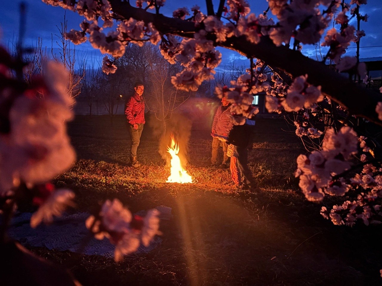 Erzincan’da çiftçiler don nöbetinde
