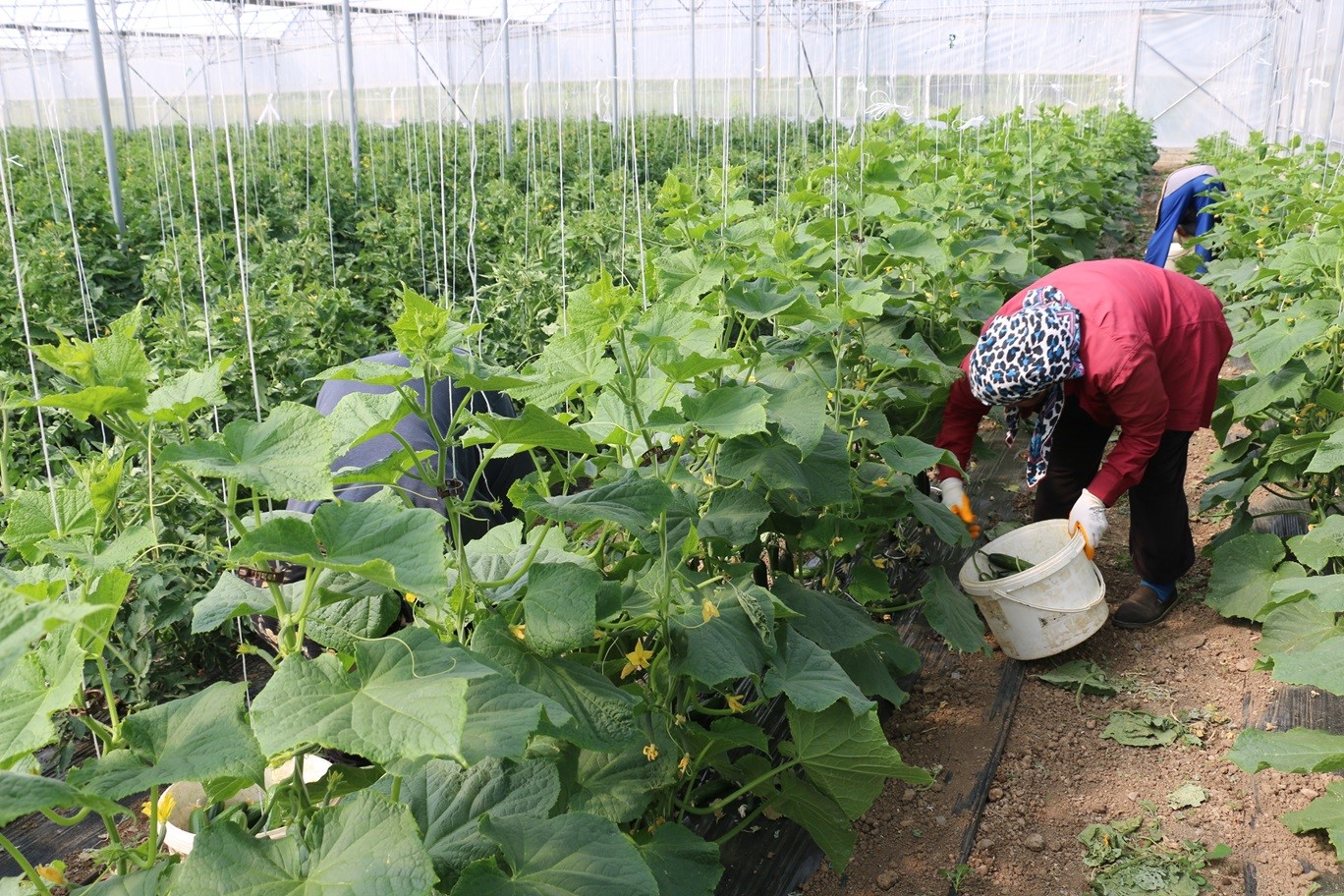 Erzincan’da kadın çiftçilere yüzde 50 hibeli sera desteği
